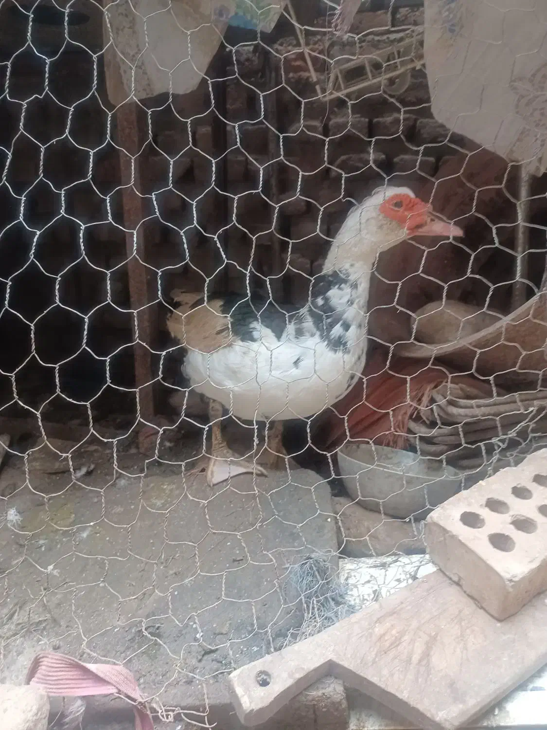 اردک اراعیلی|حیوانات مزرعه|رامیان, |دیوار