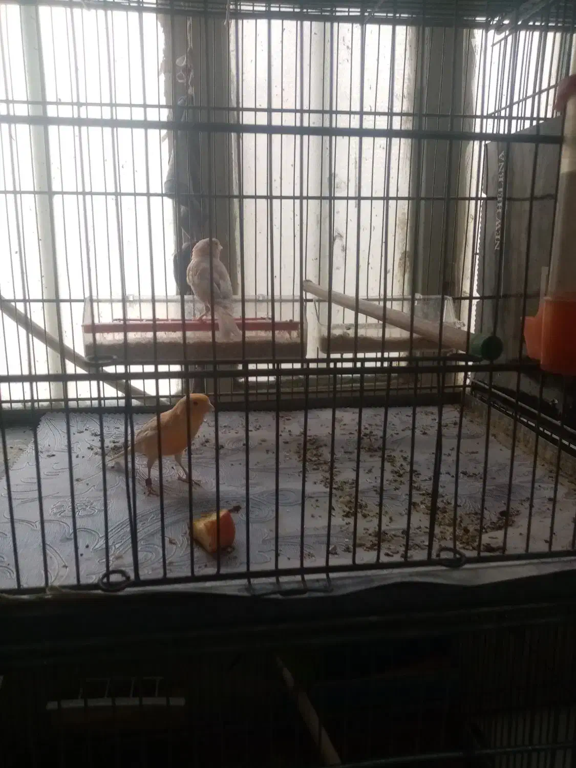 قناری|پرنده|قزوین, |دیوار