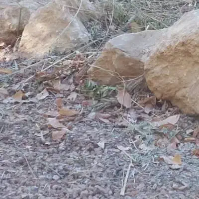 زمین احمد اباد|فروش زمین و ملک کلنگی|بندر دیر, |دیوار