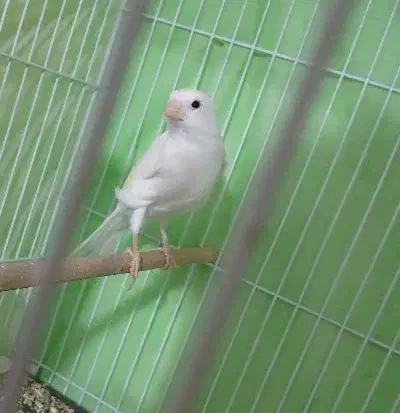 سه تا قناری ماده اماده اماده فروش فوری تا فردا|پرنده|سبزوار, توحیدشهر|دیوار