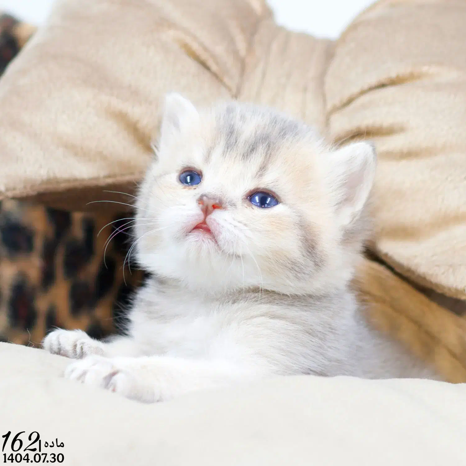 بچه گربه اصیل|گربه|تبریز, |دیوار