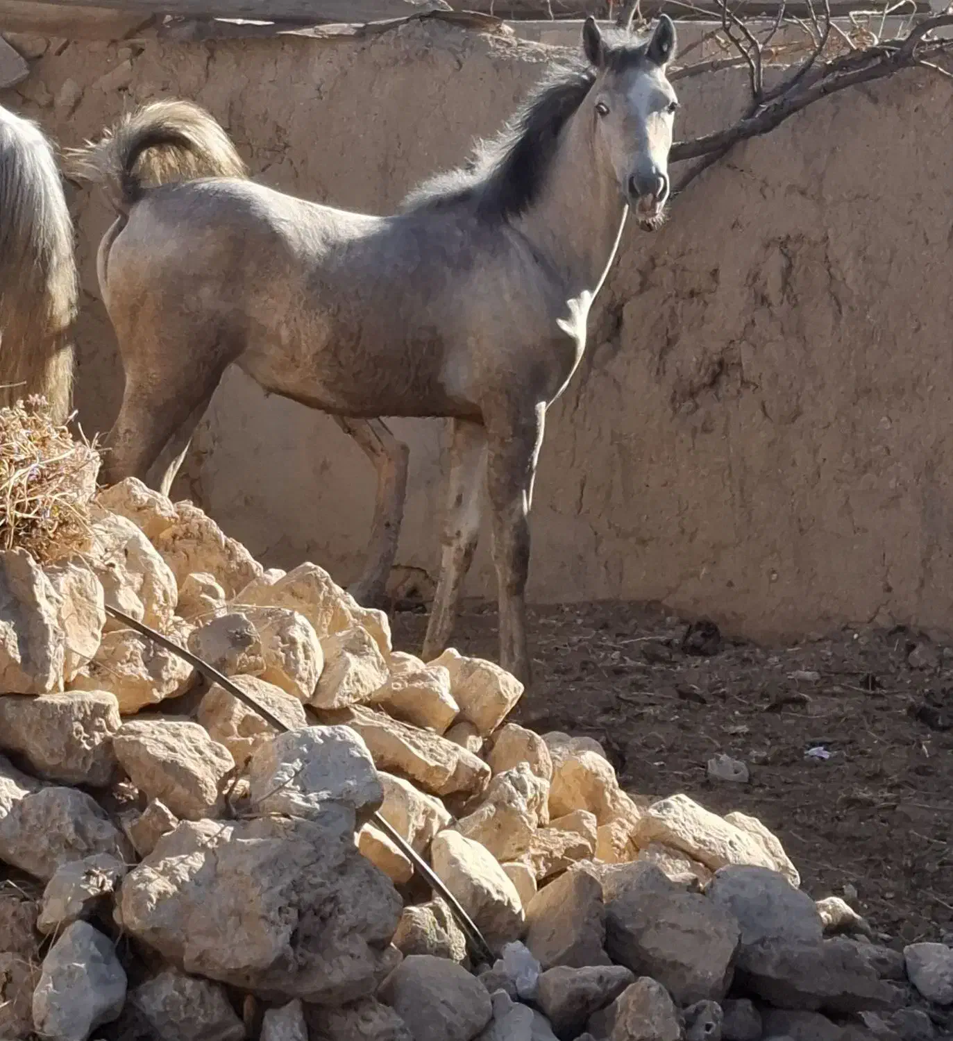کره مادیون کرد|اسب و تجهیزات اسب‌سواری|تهران, خانی‌آباد|دیوار