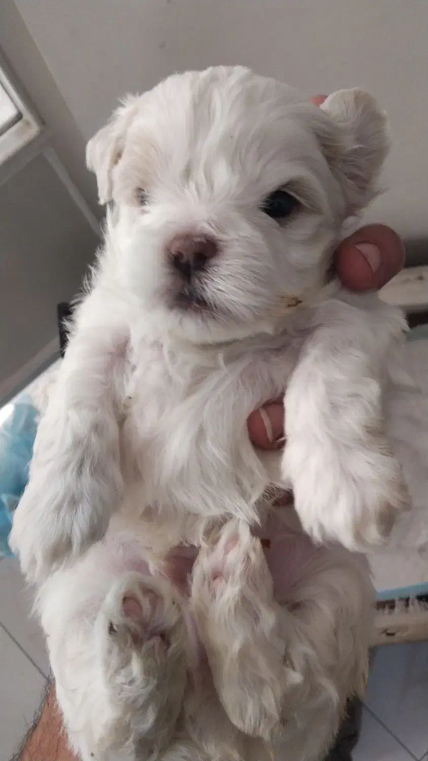 شیتزو کراس|سگ|کرج, باغستان|دیوار