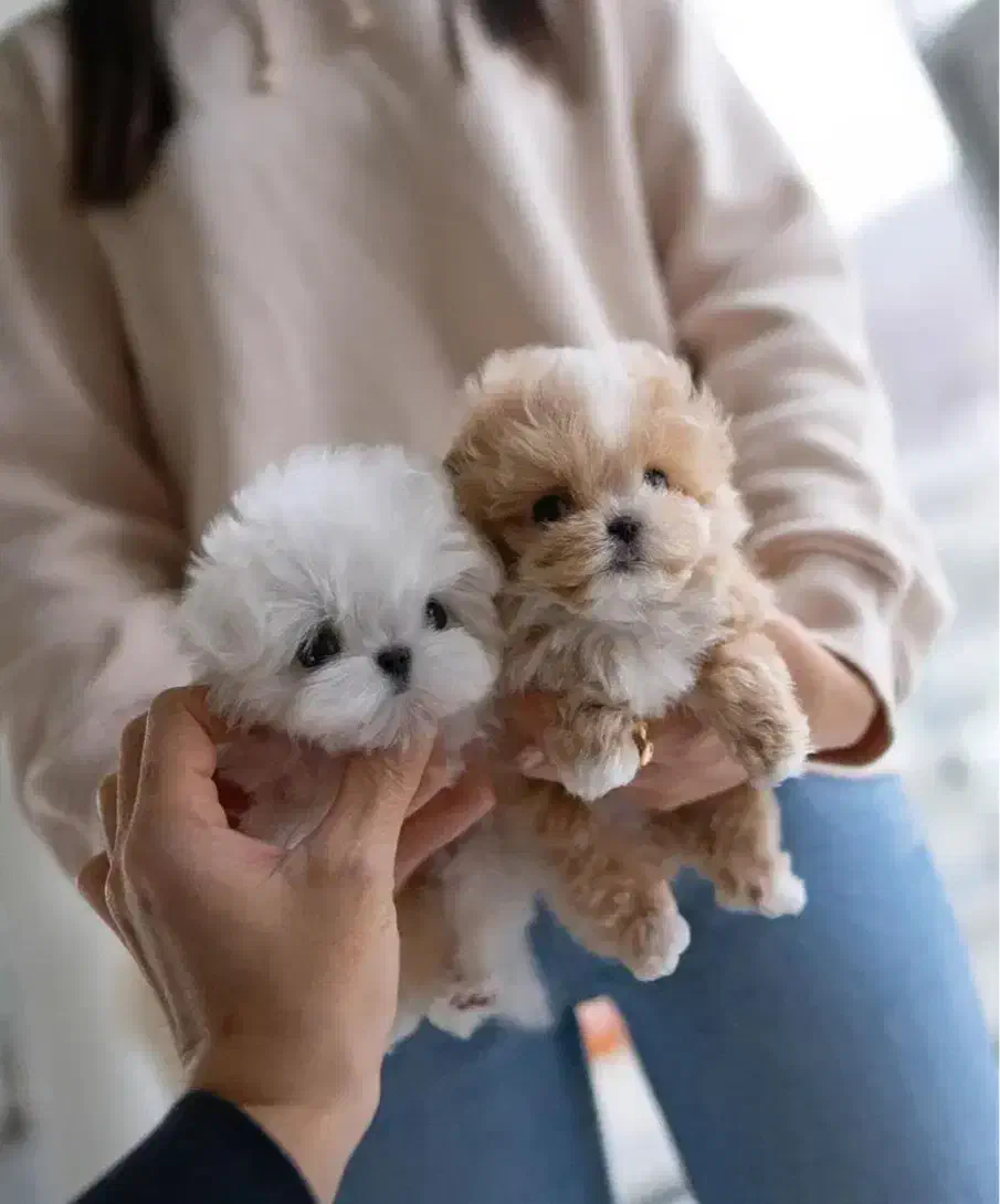 سگ جیبی پودل|سگ|تهران, پونک|دیوار