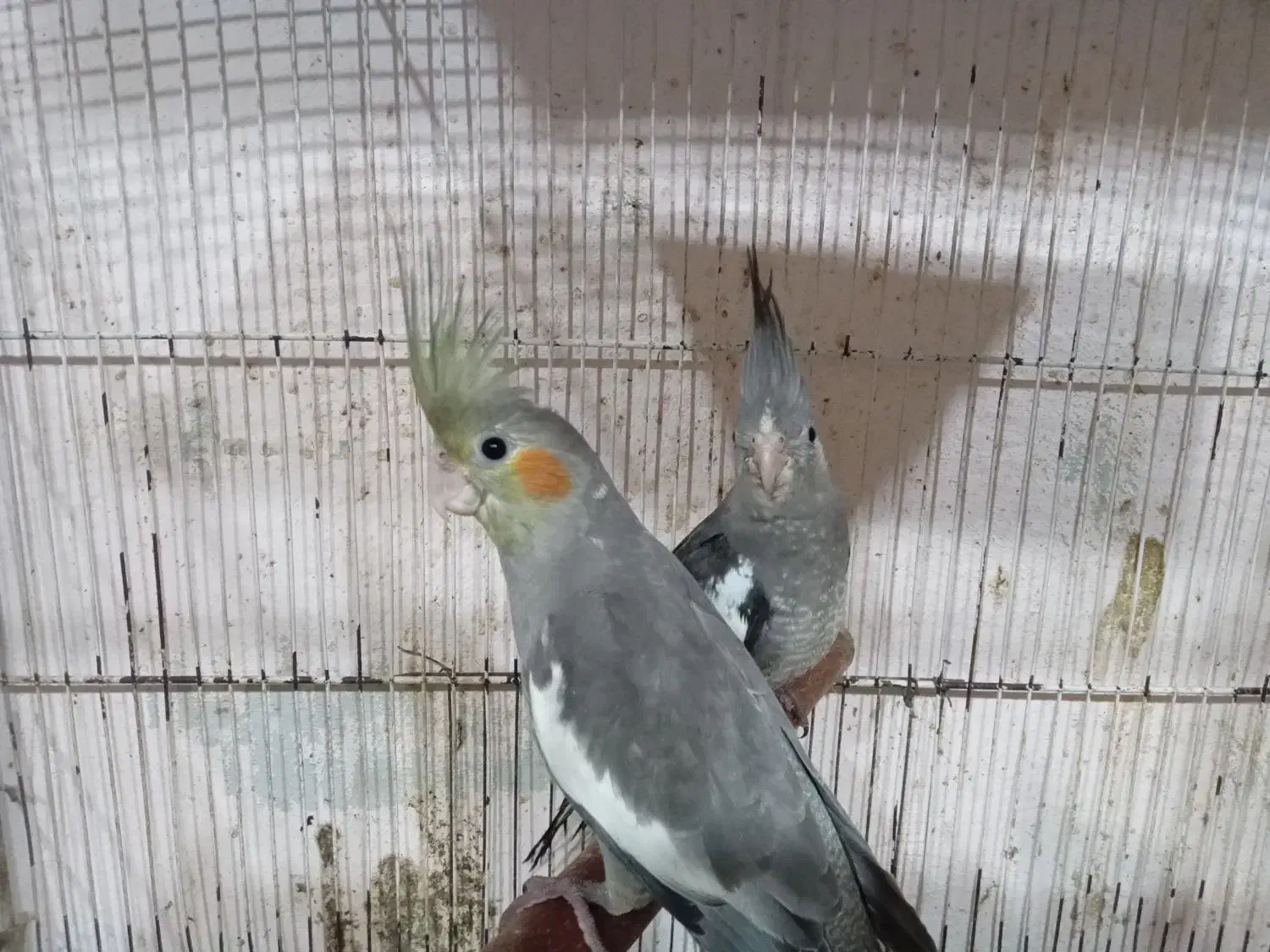 طوطی عروس وایت فیس.سینامون|پرنده|فریدونکنار, |دیوار