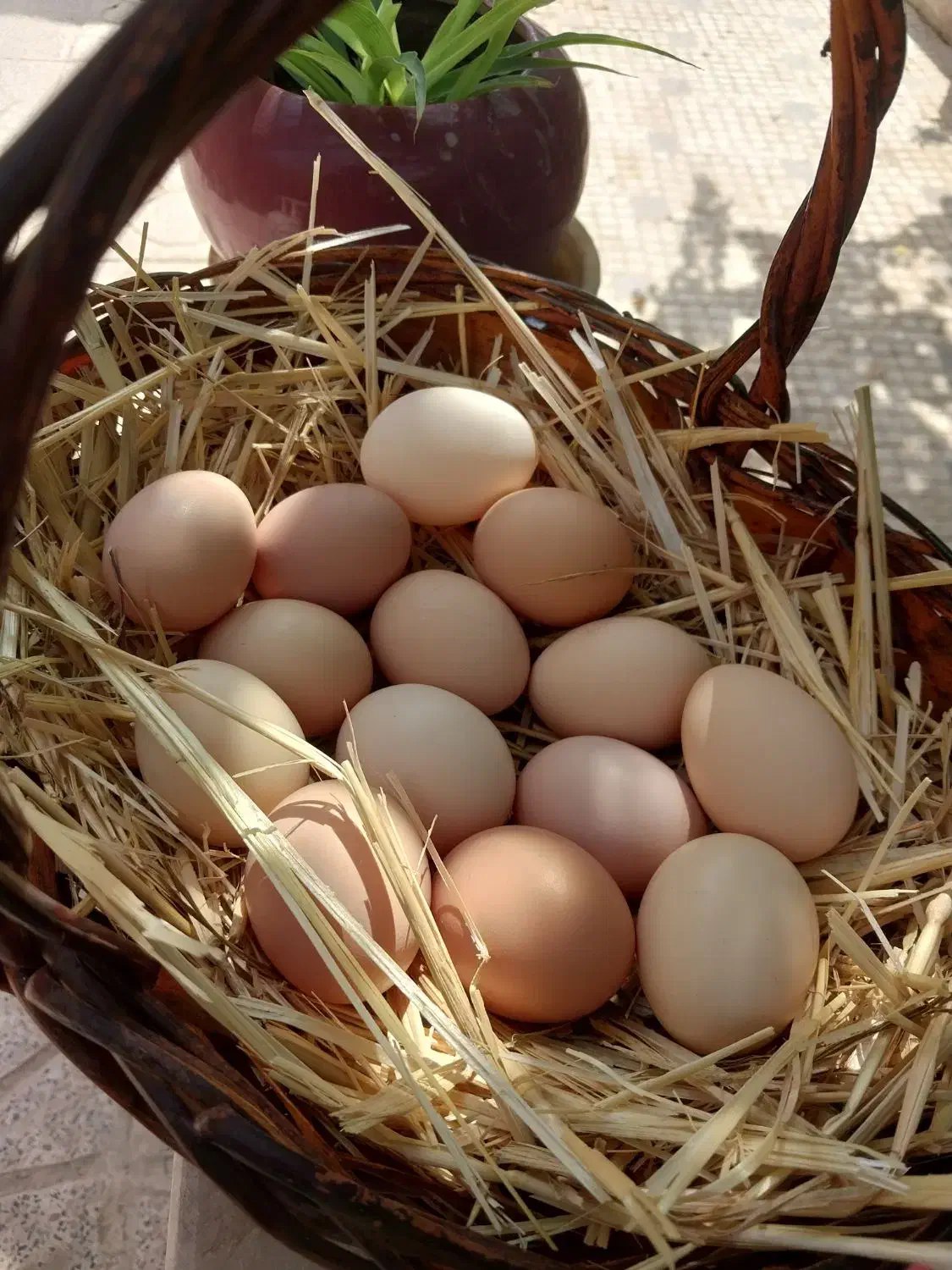 تخم مرغ محلی|خوردنی و آشامیدنی|اندیشه, اندیشه فاز ۱|دیوار