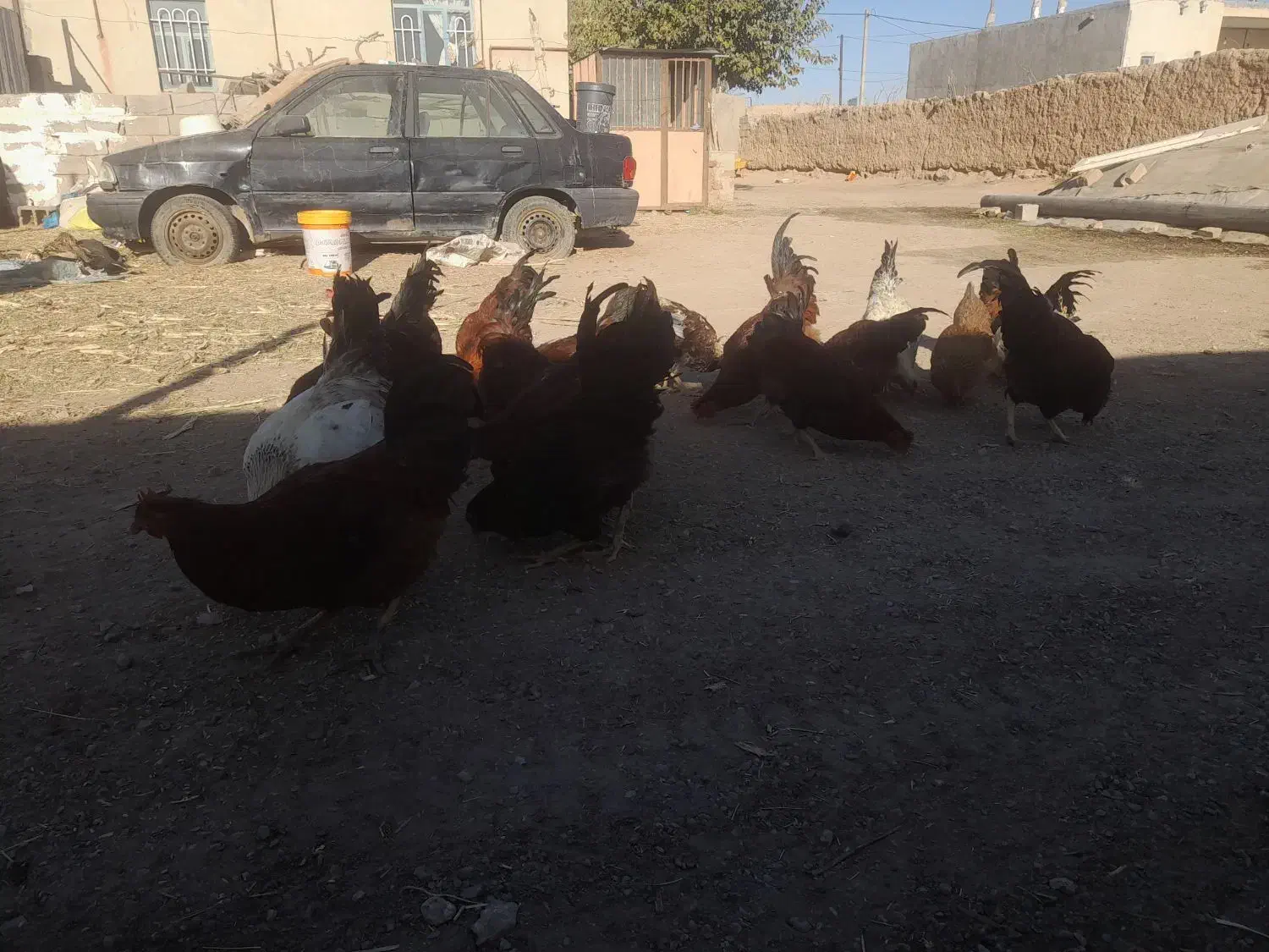 سلام خروس محلی جوان ۳۵ عدد فروش یکجا و تکی|حیوانات مزرعه|هلالی, |دیوار