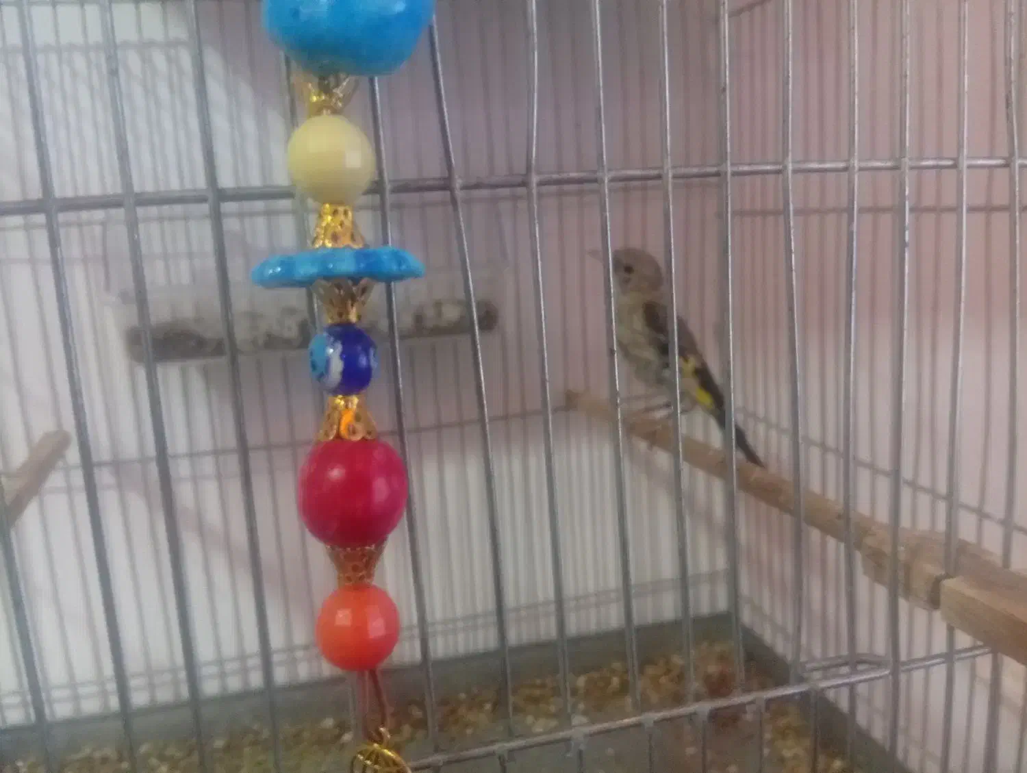 جوجه سره نر|پرنده|قدس, شهر‌قدس|دیوار