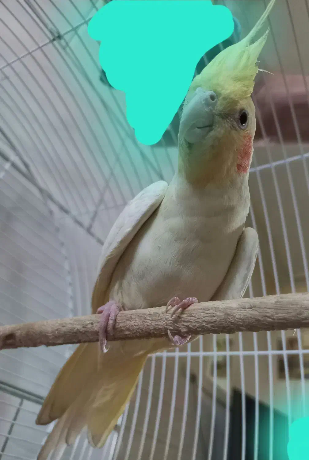 عروس هلندی|پرنده|اراک, |دیوار