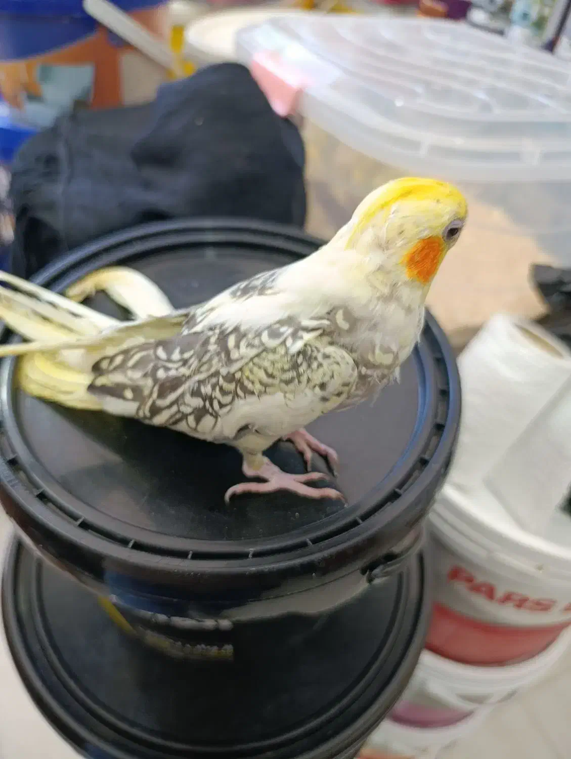 عروس هلندی تازه دونخور|پرنده|ساری, |دیوار