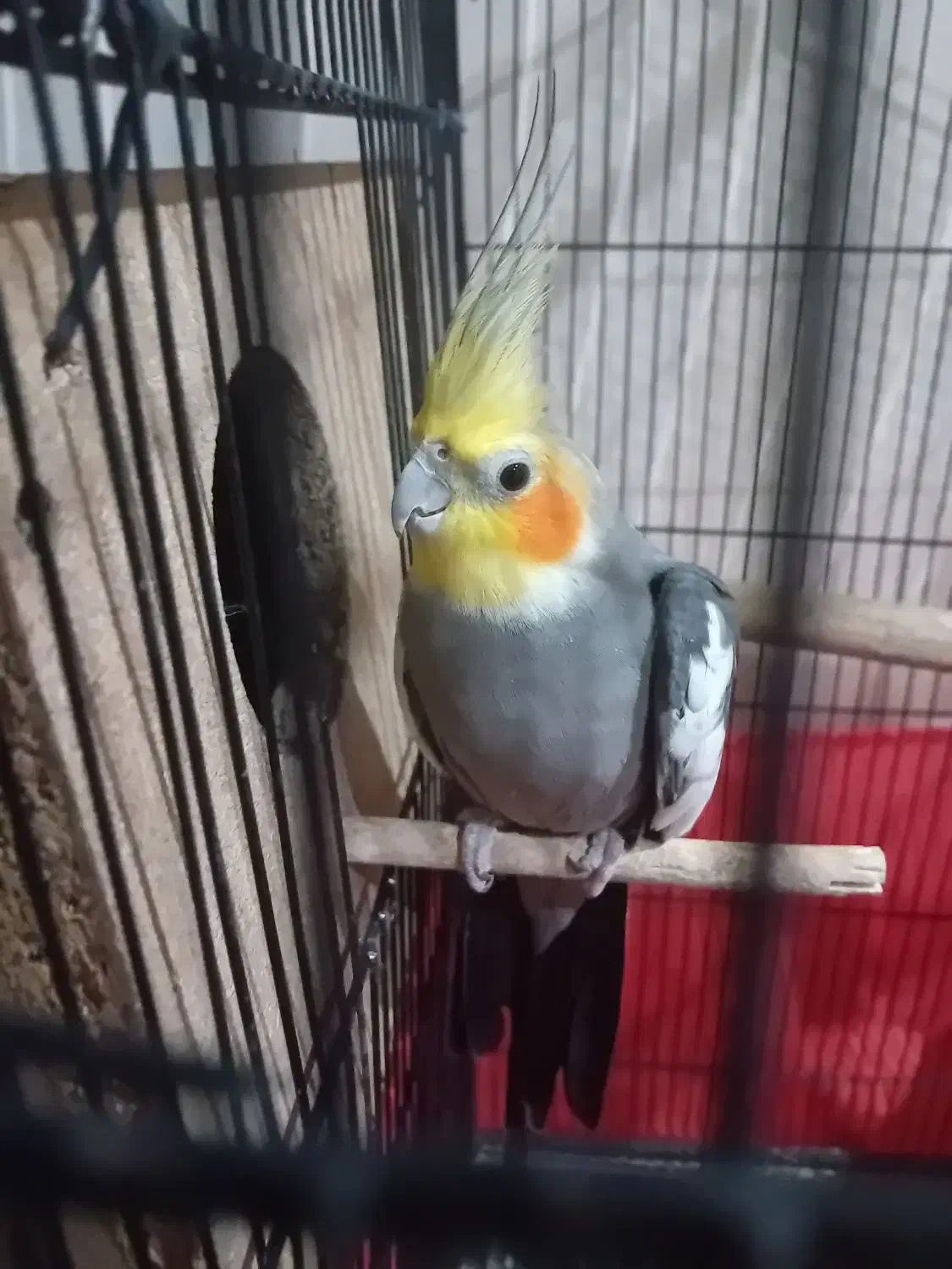 عروس هلندی سخنگو|پرنده|تفت, |دیوار