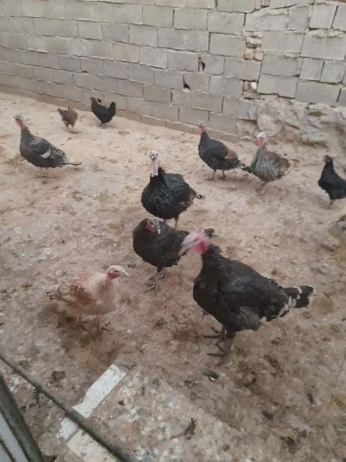 بقلمون|حیوانات مزرعه|جنت, |دیوار