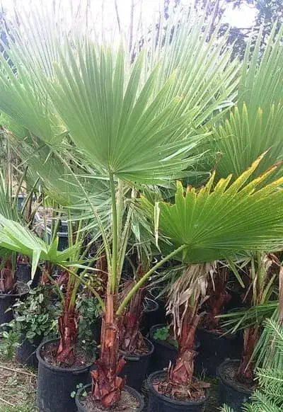 حراج پالم واشنگتن با ۳۰ درصد تخفیف|گل و گیاه طبیعی|اصفهان, اصفهانک|دیوار