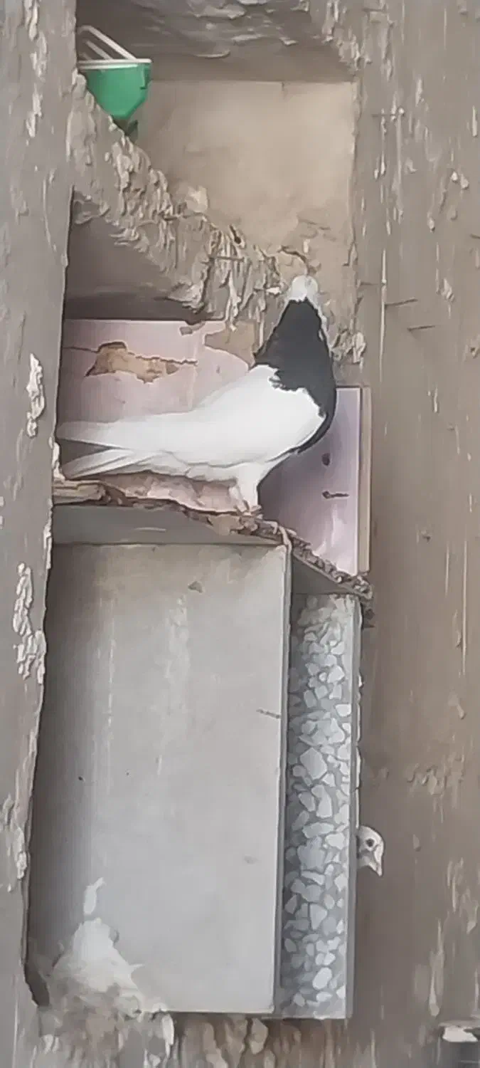 کبوتر طوقی سیاه|پرنده|بوشهر, |دیوار