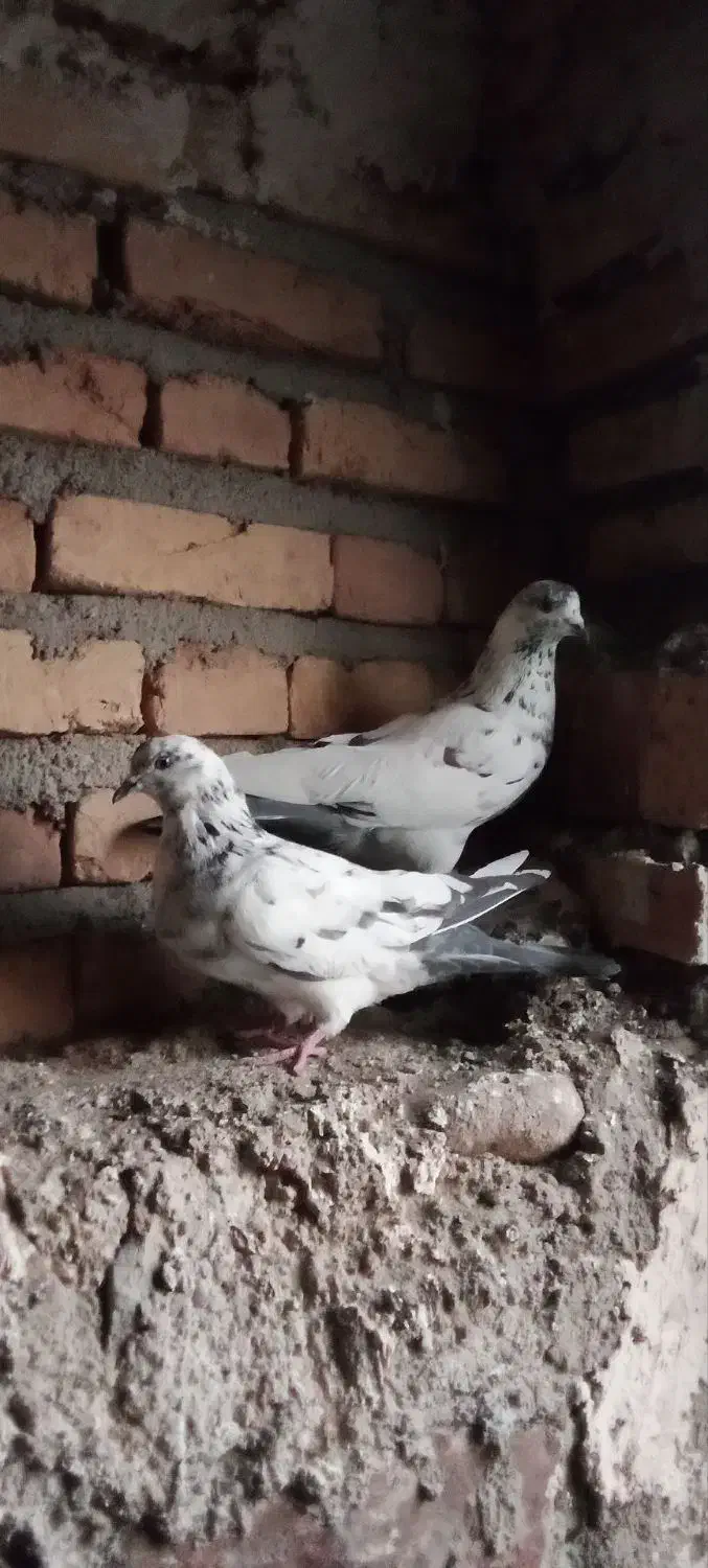 کبوتر تهرانی|پرنده|اهر, |دیوار