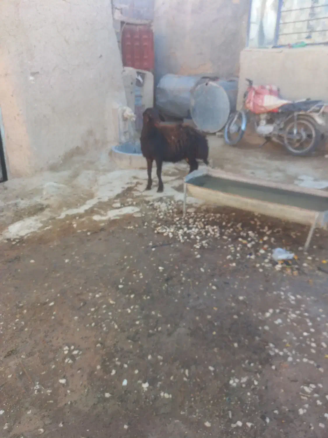 بره قوچ افشاری|حیوانات مزرعه|شیرین‌سو, |دیوار