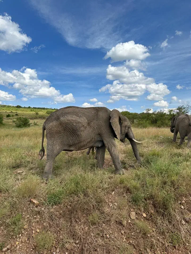 تور ویژه بهمن و عید نوروز کنیا در آفریقا|تور و چارتر|رشت, تازه آباد|دیوار