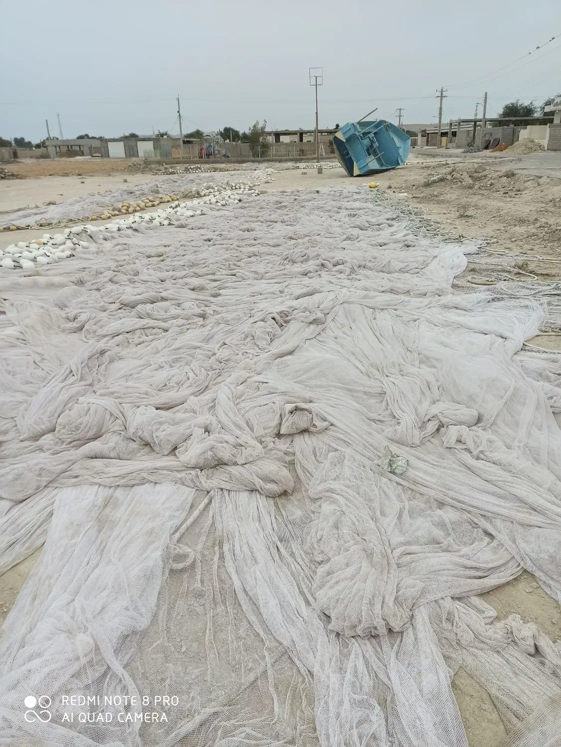 جل کاشغی به فروش میرسد|ماهیگیری|قشم, |دیوار