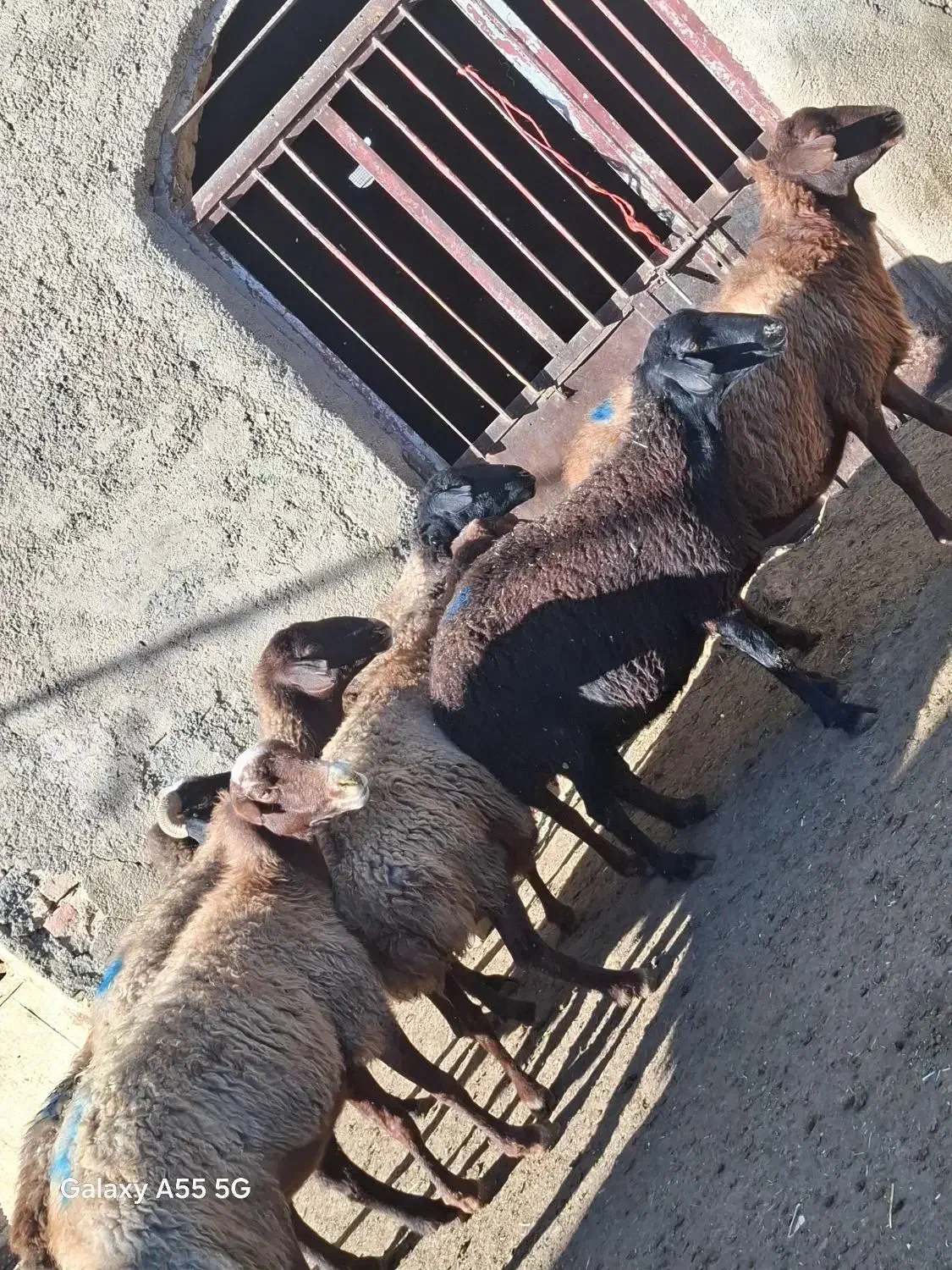 ۸رس میش ابستن داشتی|حیوانات مزرعه|خنداب, |دیوار