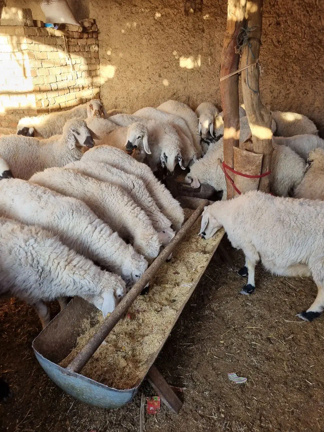 تعداد۶۰عددگوسفندبلوچی چاق وچلّه|حیوانات مزرعه|نهبندان, |دیوار