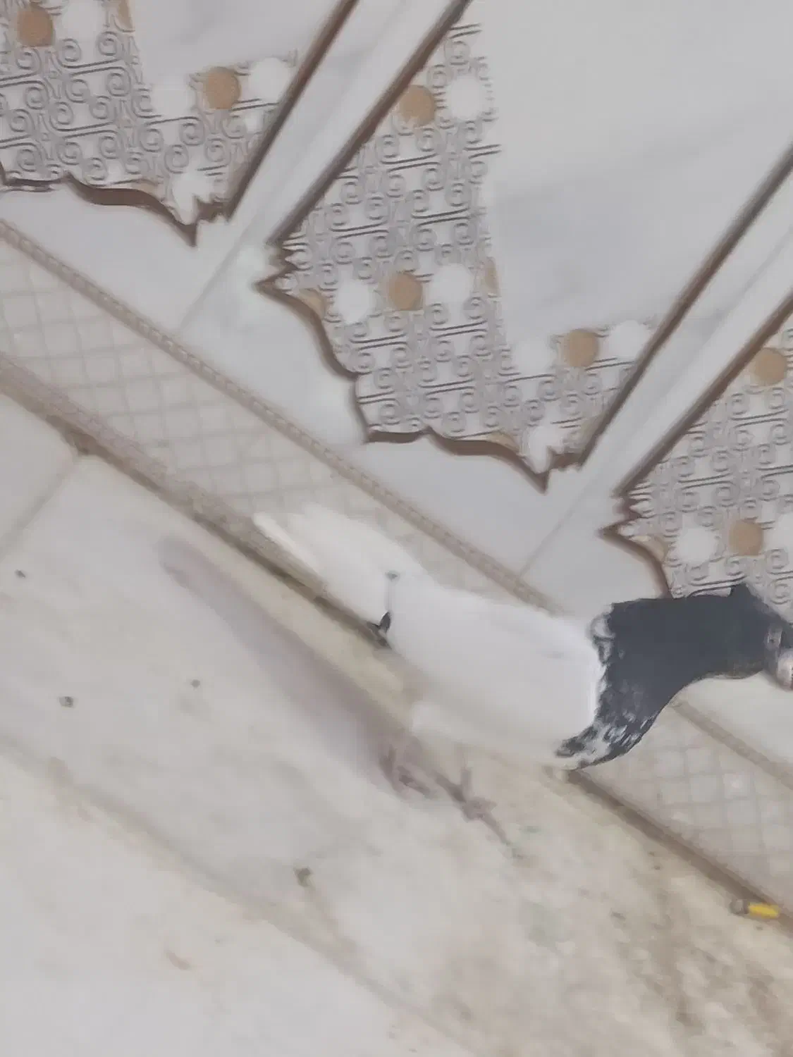 کله اهوازی 40 سانتی عتیقه|پرنده|اهواز, فتح|دیوار