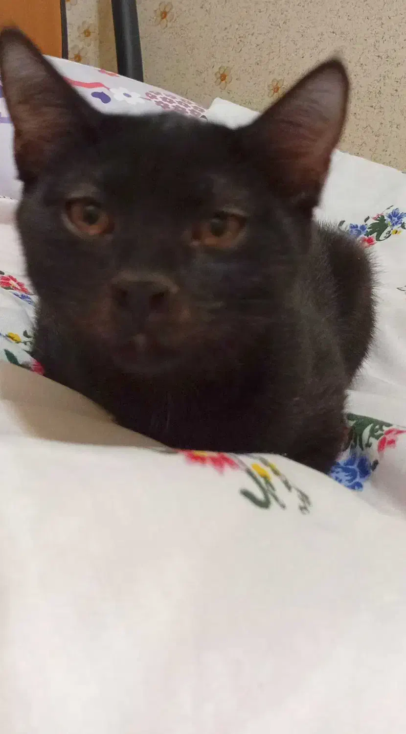 واگذاری 3 تا بچه گربه 4 ماهه|گربه|سبزوار, پاسداران|دیوار