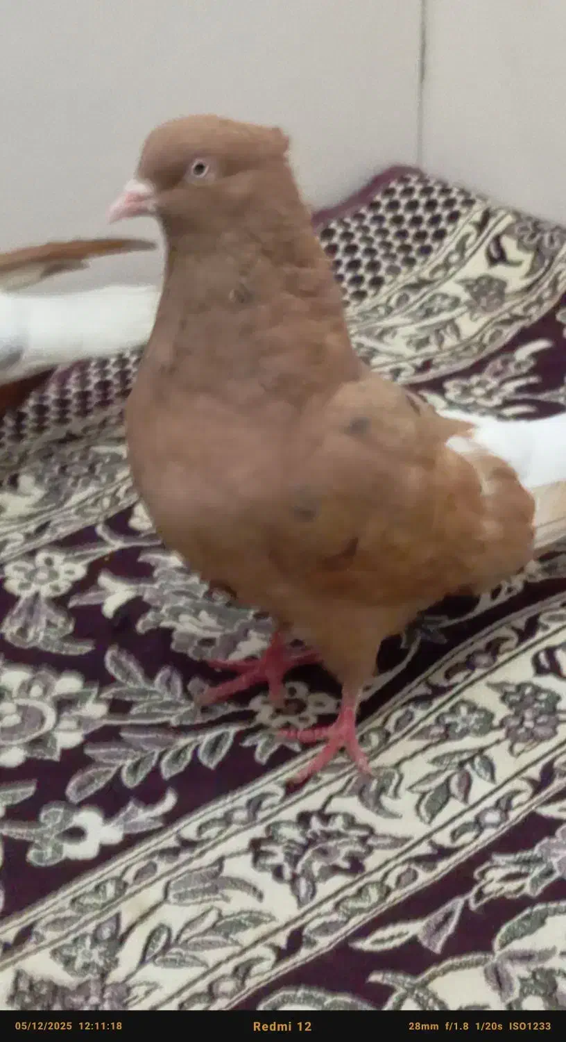 جفت دم سفید عتیقه|پرنده|اهواز, کمپلو شمالی|دیوار