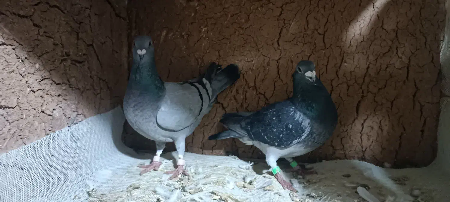 پلاکی|پرنده|اردل, |دیوار