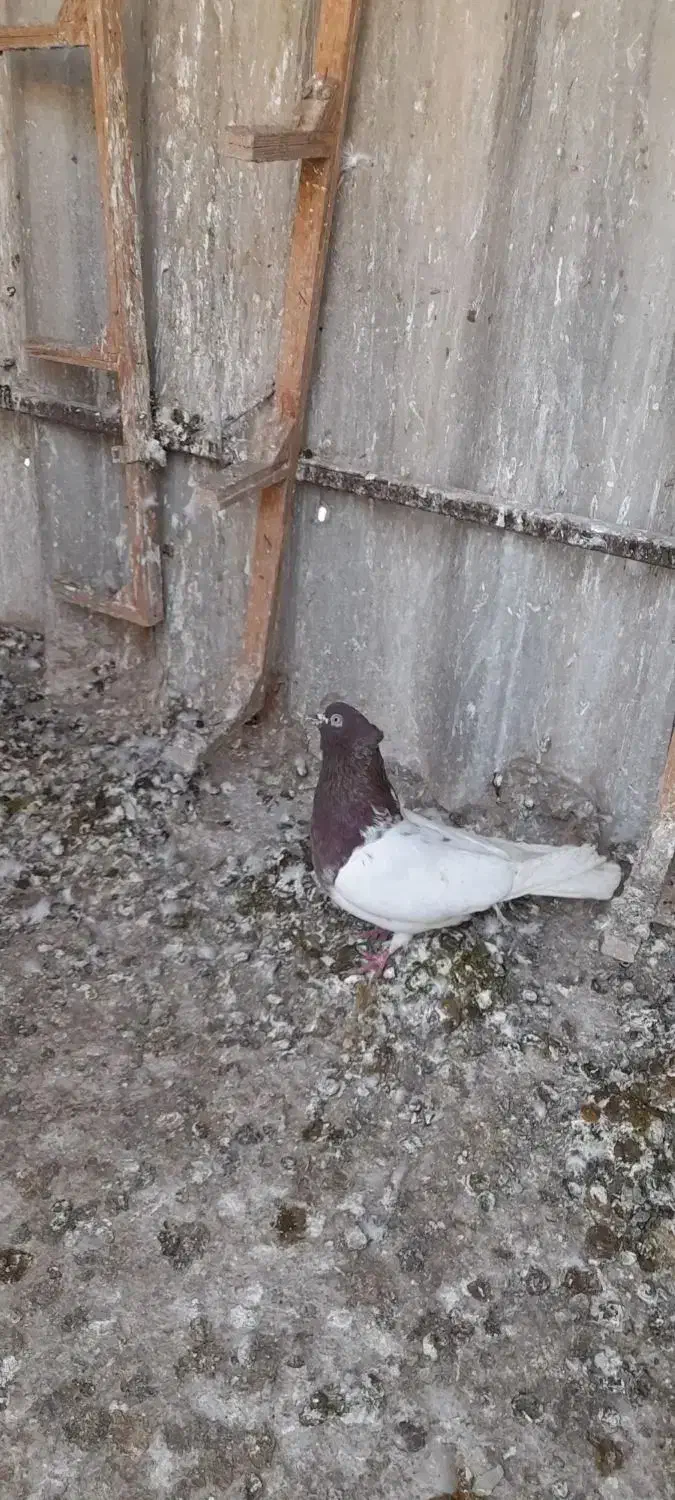 کفتر پرشی به شرط|پرنده|مشهد, فاطمیه|دیوار