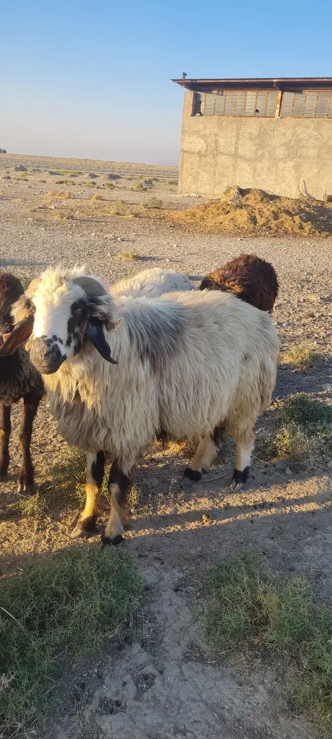 قوچ ترکی|حیوانات مزرعه|مرودشت, تامین اجتماعی‎|دیوار