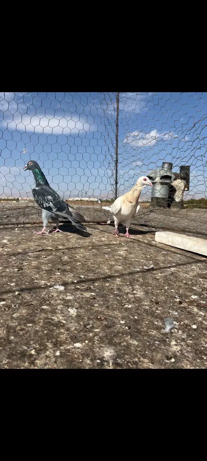 سه جفت هفت رنگ|پرنده|اقبالیه, |دیوار