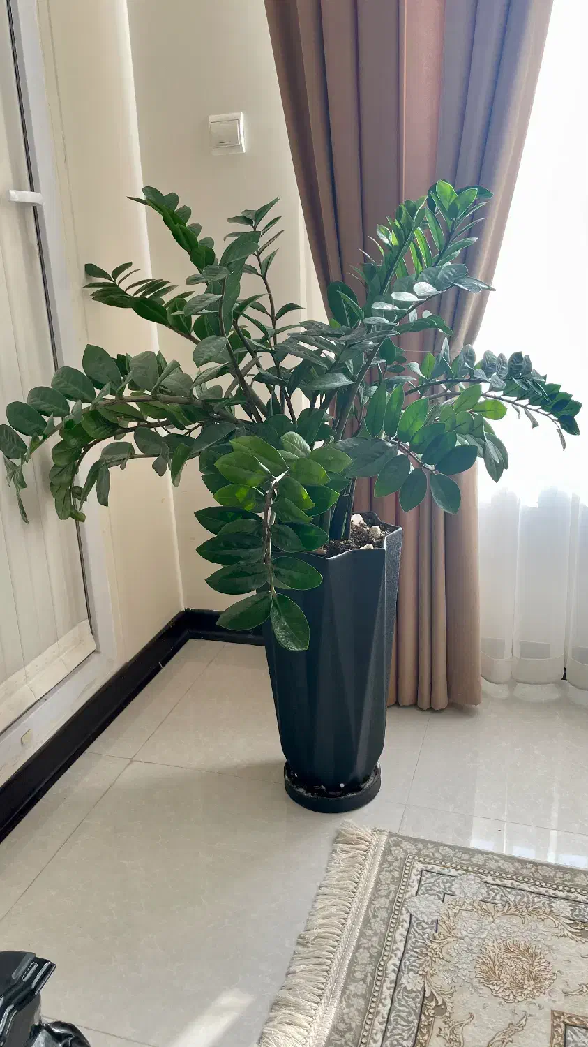 گل زاموفیلیا|گل و گیاه طبیعی|قم, سعادتی|دیوار