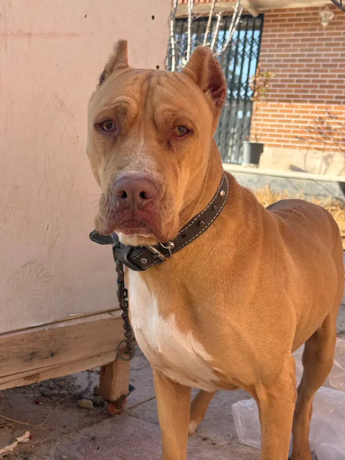 پیتبول|سگ|اصفهان, سرشبادران|دیوار