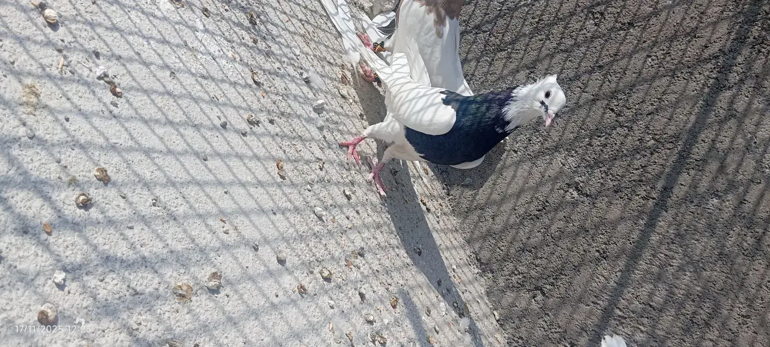 همه با هم|پرنده|دهدشت, |دیوار