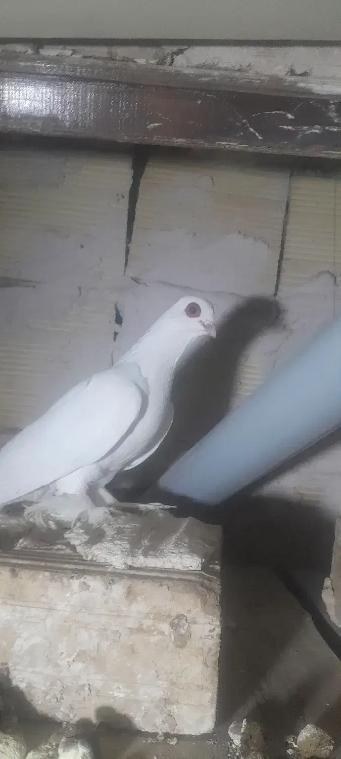 کبوتر قرمز گوز|پرنده|تبریز, |دیوار