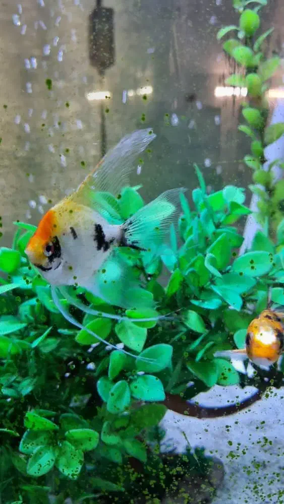 ماهی آلمانی|ماهی|مشهد, شهید فرامرز عباسی|دیوار