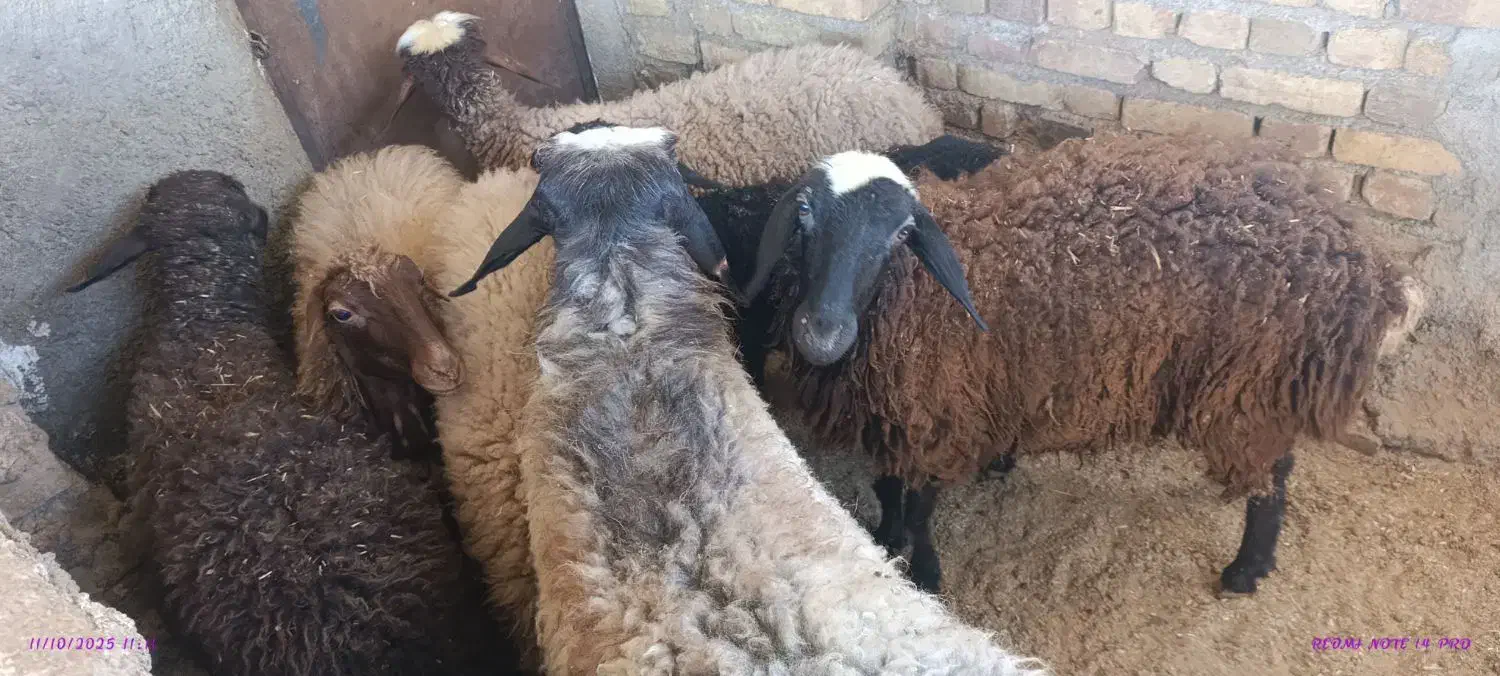 شبانه روزی|حیوانات مزرعه|تهران, فردوس|دیوار