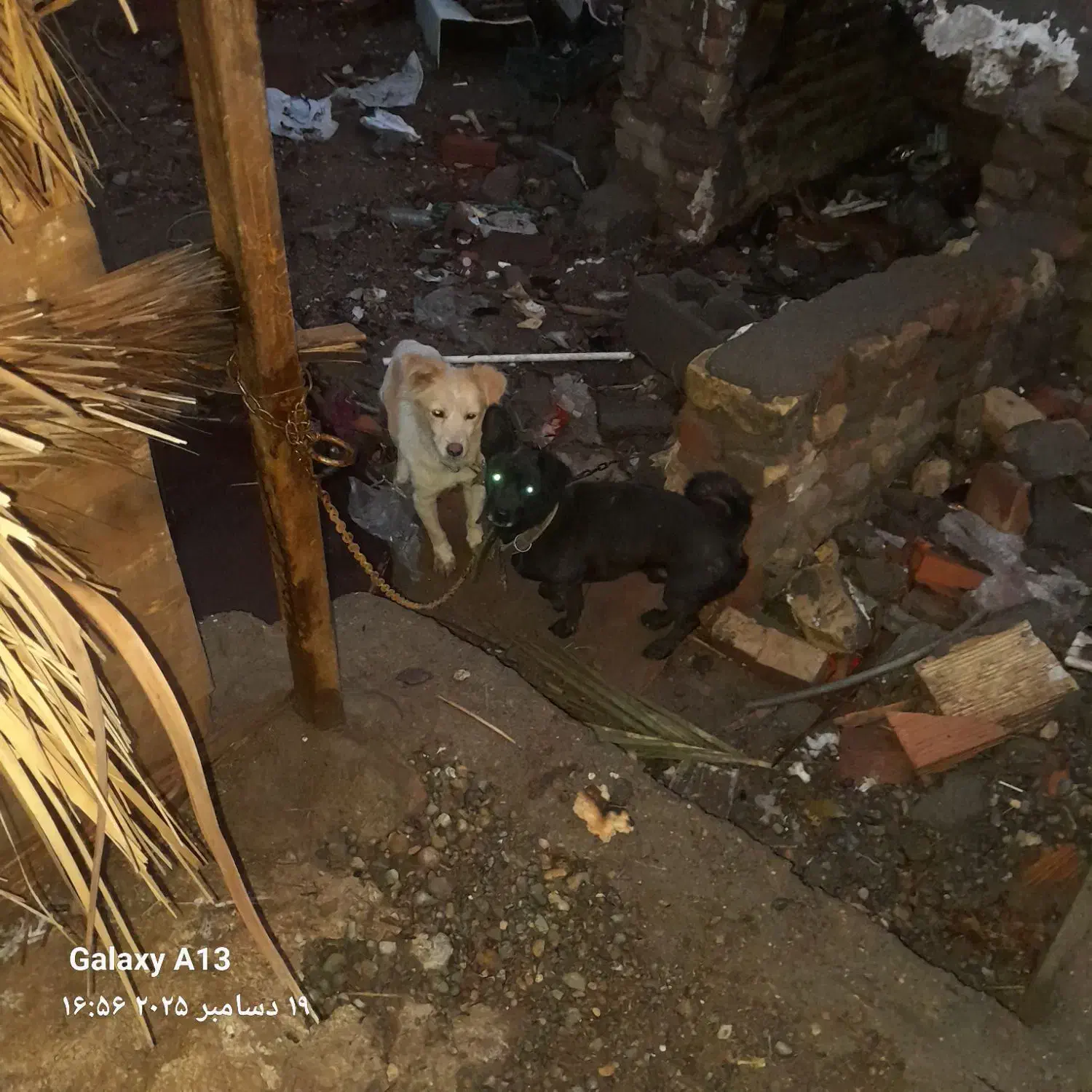 سگ پاکوتاه گیرنده جفت نر ماده معاوضه هم میکنم|سگ|بم, |دیوار