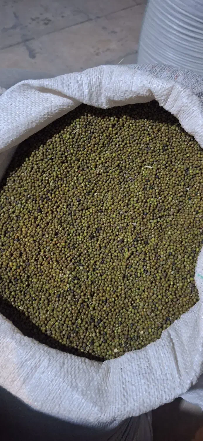 ماشک امسال باشت|عمده‌فروشی|بوستان, |دیوار