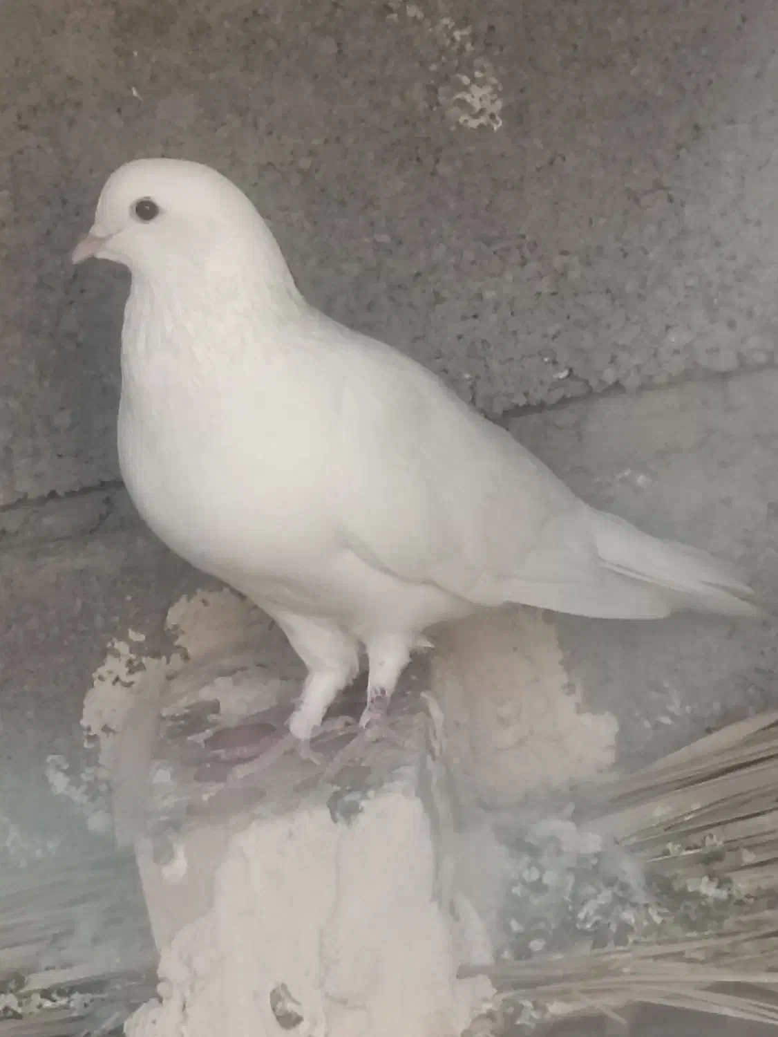 نر سفید. پاک بدون یک زره خطا|پرنده|کهنوج, |دیوار