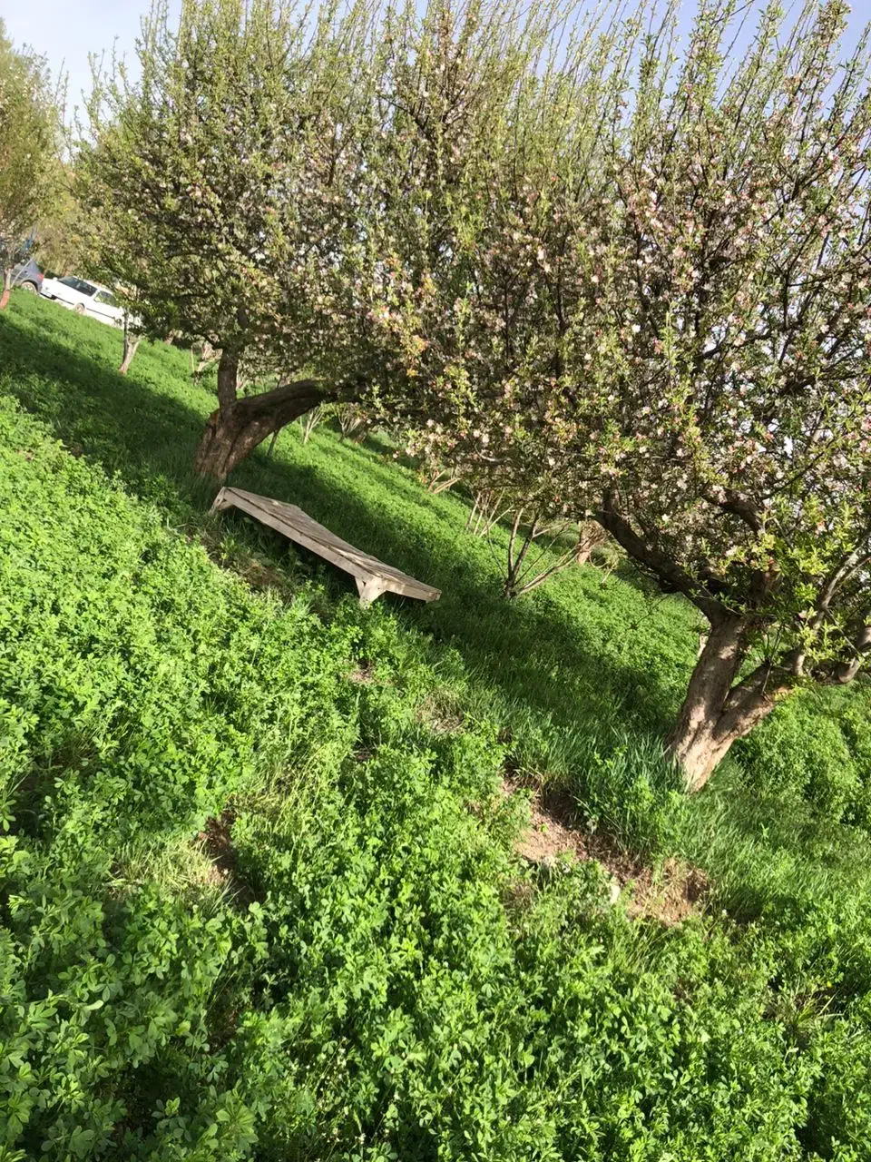 فروش گاوداری /۵/۶۰۰متر/سند تک برگ|فروش دفتر صنعتی، کشاورزی، تجاری|تیکمه داش, |دیوار