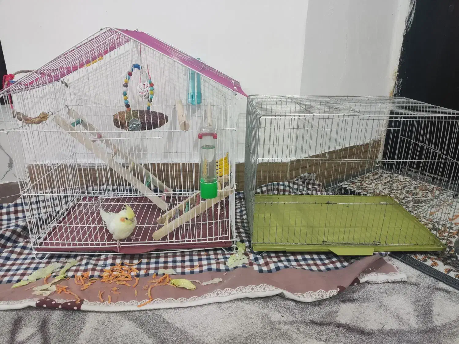 قفس|لوازم جانبی حیوانات|بندر کنگان, |دیوار