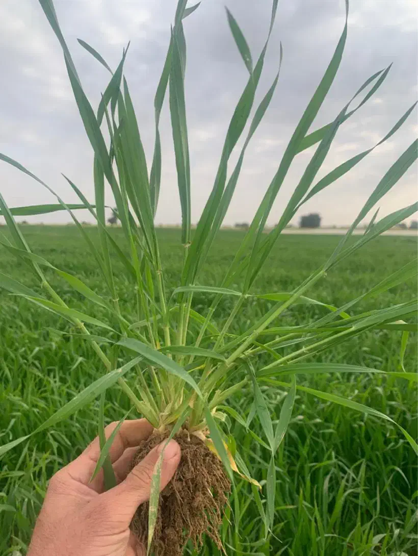 گندم|عمده‌فروشی|شوشتر, |دیوار