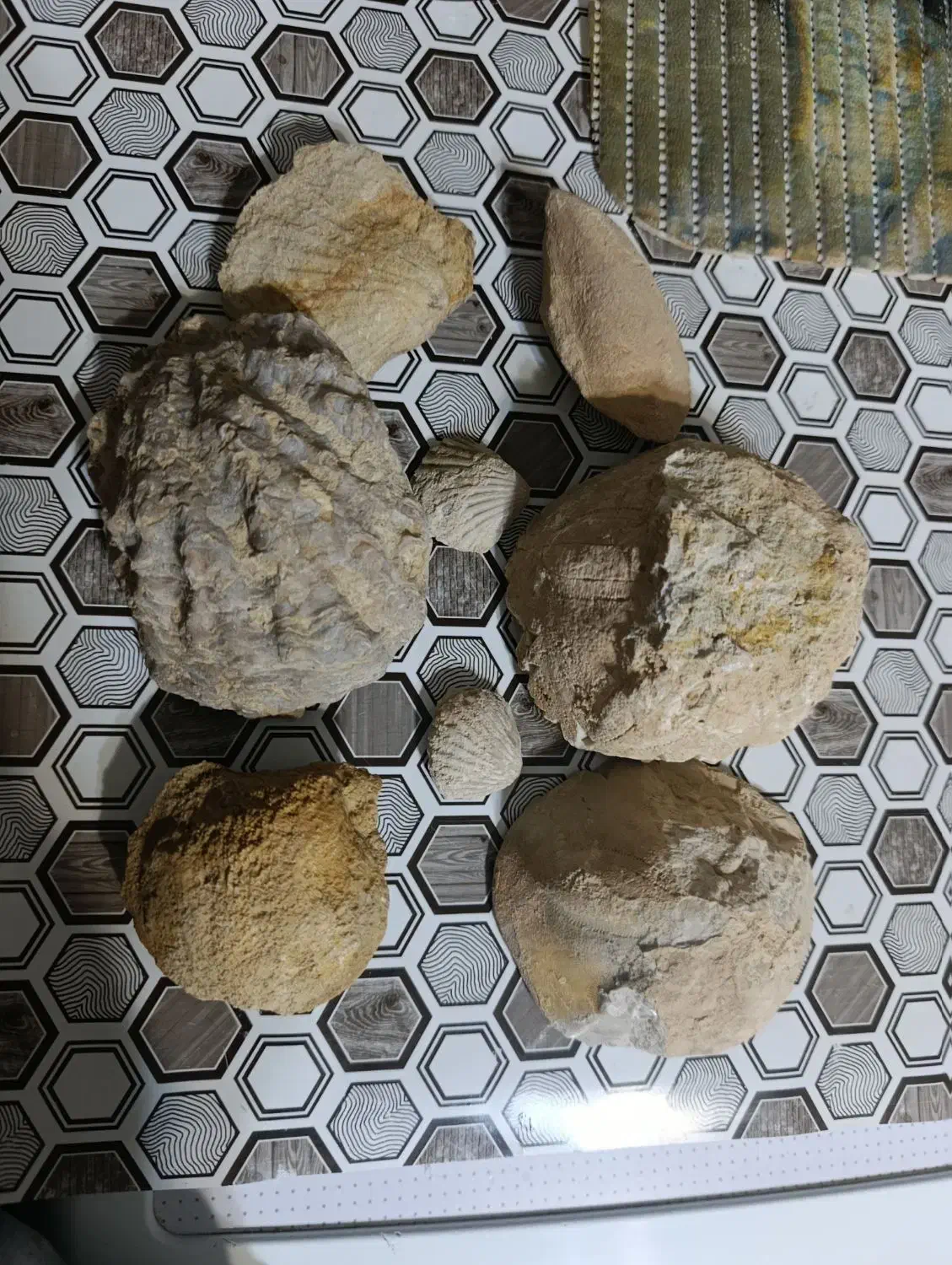 فسیل صدف|کلکسیون اشیاء عتیقه|تفرش, |دیوار