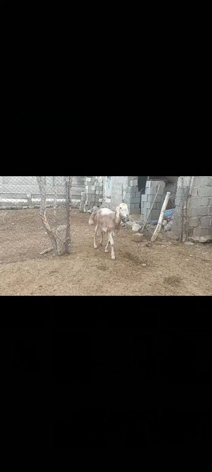 قوچ چینی|حیوانات مزرعه|رستم, |دیوار