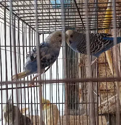 پرنده های اهلی و زیبا|پرنده|کرمان, |دیوار