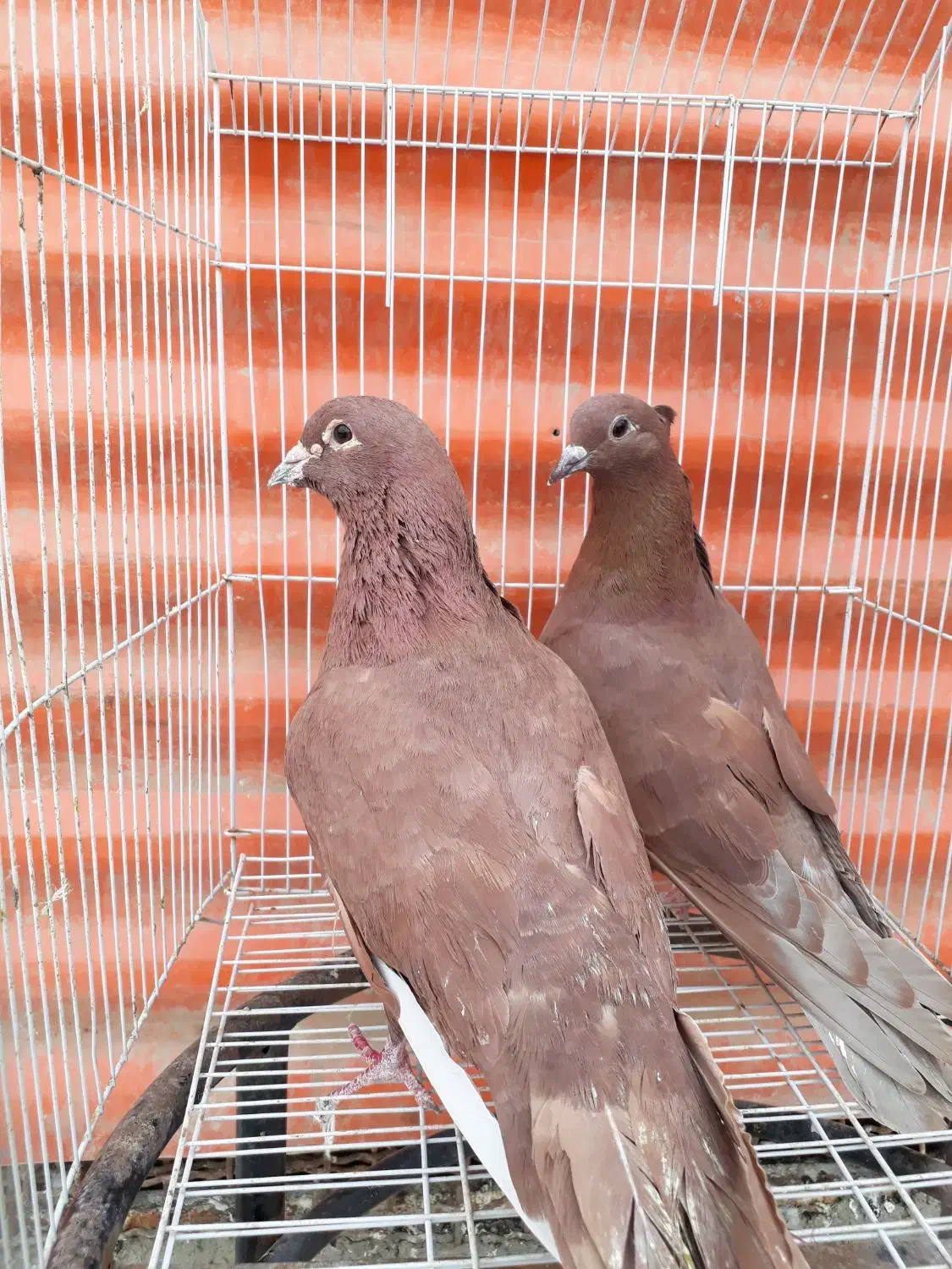 کبوتر دورگ|پرنده|خرمشهر, |دیوار