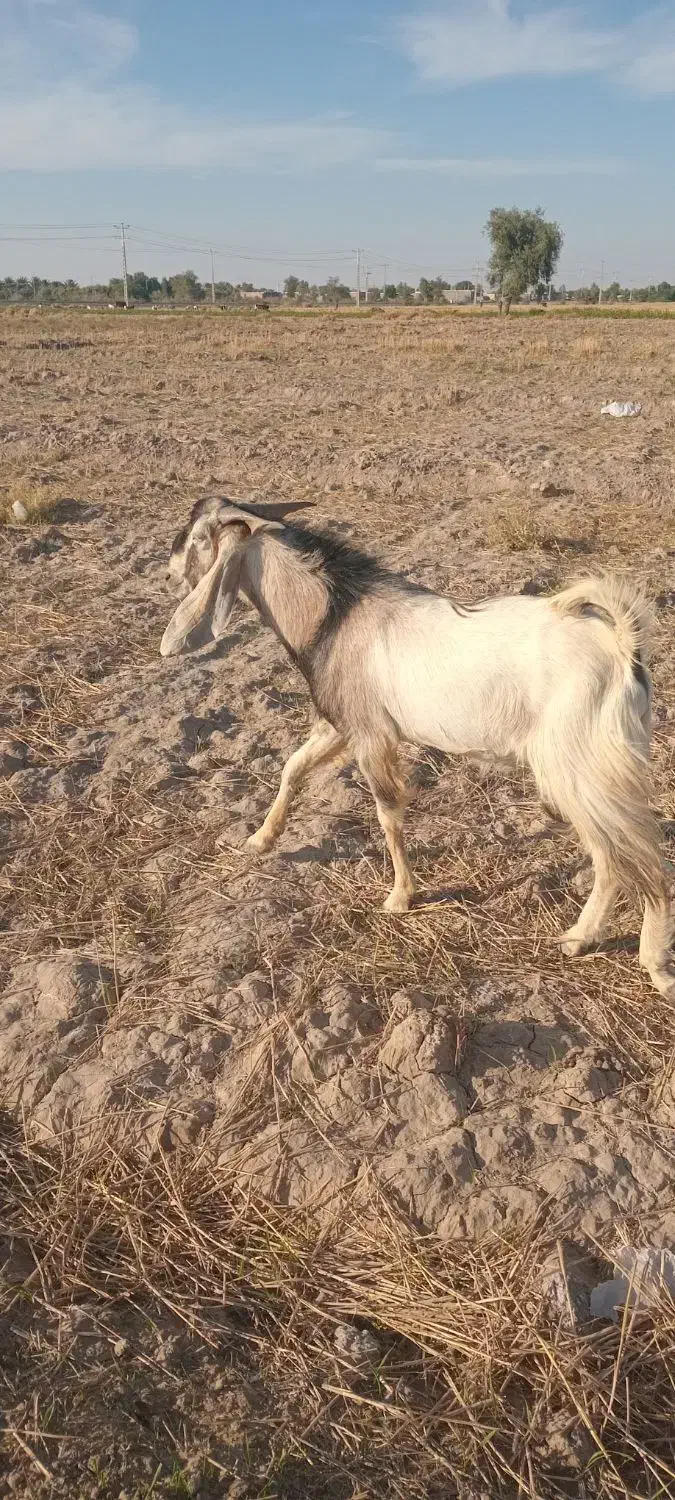 نری دوسال به بالا|حیوانات مزرعه|قلعه گنج, |دیوار