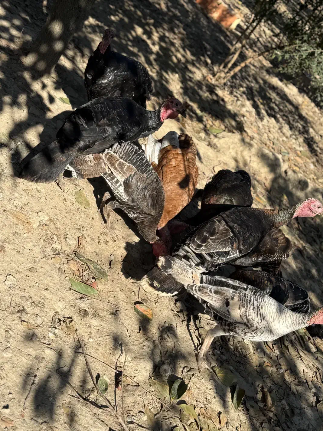 بوقلمون فروشی ‌|حیوانات مزرعه|گرگان, |دیوار