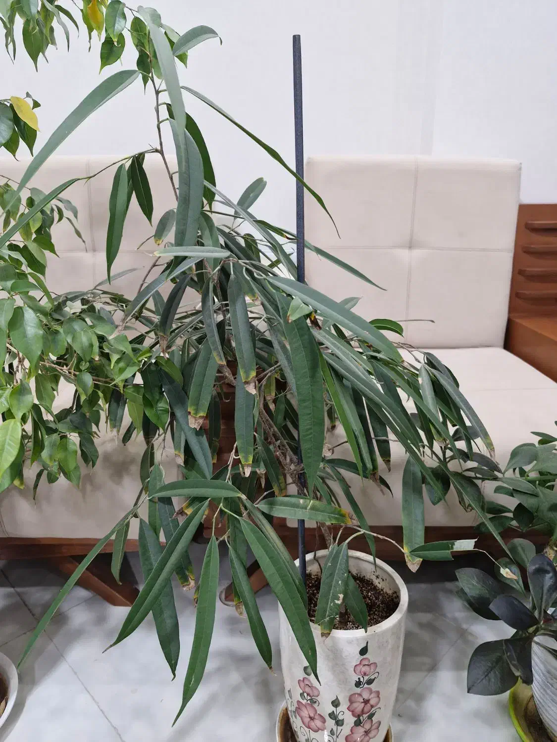 گل آپارتمانی|گل و گیاه طبیعی|فردوس (خراسان), |دیوار